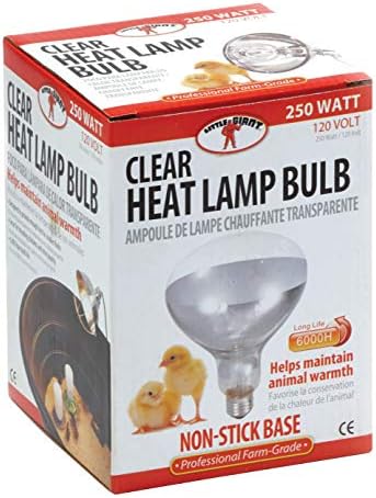 Малка Гигантска Прозрачна лампа за Брудерной лампи, Нагревательная лампа за пилета (250 W) (Инв. № 170031)
