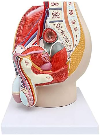Модел мъжка полова система KH66ZKY - Модел мъжки таза - Анатомическая модел на мъжките полови органи, в реален размер, от 4 части
